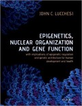 Epigenetics, Nuclear Organization and Gene Function: With Impilcations of Epigenctic Regulation and Genetic Architecture for Human Development and Health